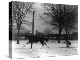 Man Skiing Behind a Horse Photograph - Washington, DC-Lantern Press-Stretched Canvas