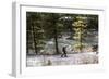 Man Skins On A Snowy Forest Service Road Next To The Gallatin River Near Big Sky, Montana-Hannah Dewey-Framed Photographic Print