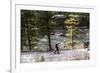 Man Skins On A Snowy Forest Service Road Next To The Gallatin River Near Big Sky, Montana-Hannah Dewey-Framed Photographic Print