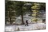 Man Skins On A Snowy Forest Service Road Next To The Gallatin River Near Big Sky, Montana-Hannah Dewey-Mounted Photographic Print