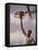 Man Slam-Dunking a Basketball-null-Framed Stretched Canvas