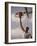 Man Slam-Dunking a Basketball-null-Framed Photographic Print