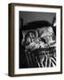 Man Snoring to the Point That His Wife Cannot Even Sleep in the Same Bed Any More-null-Framed Photographic Print