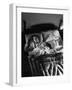 Man Snoring to the Point That His Wife Cannot Even Sleep in the Same Bed Any More-null-Framed Photographic Print