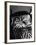 Man Snoring to the Point That His Wife Cannot Even Sleep in the Same Bed Any More-null-Framed Photographic Print