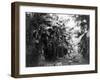 Man Standing in Grove of Banana Trees Photograph - Cuba-Lantern Press-Framed Art Print