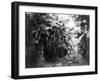 Man Standing in Grove of Banana Trees Photograph - Cuba-Lantern Press-Framed Art Print