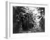 Man Standing in Grove of Banana Trees Photograph - Cuba-Lantern Press-Framed Art Print