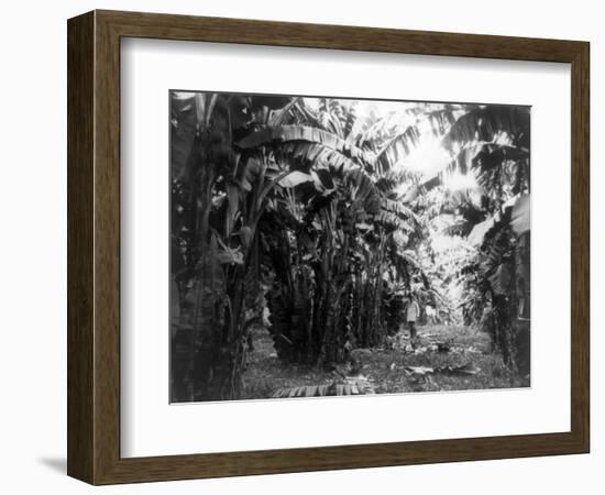 Man Standing in Grove of Banana Trees Photograph - Cuba-Lantern Press-Framed Art Print