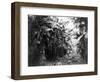 Man Standing in Grove of Banana Trees Photograph - Cuba-Lantern Press-Framed Art Print