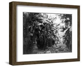 Man Standing in Grove of Banana Trees Photograph - Cuba-Lantern Press-Framed Art Print