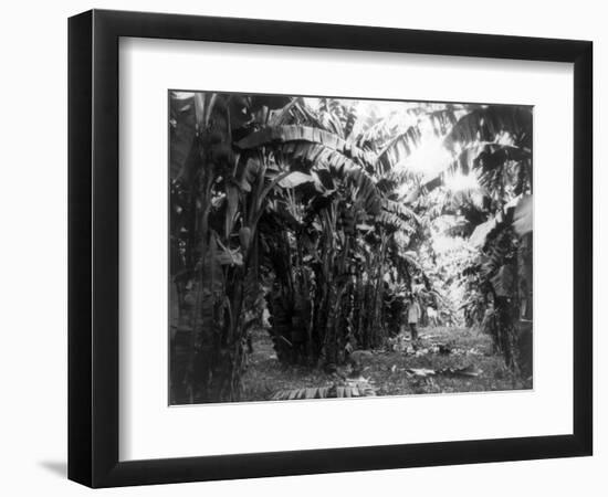 Man Standing in Grove of Banana Trees Photograph - Cuba-Lantern Press-Framed Art Print