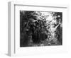 Man Standing in Grove of Banana Trees Photograph - Cuba-Lantern Press-Framed Art Print