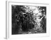 Man Standing in Grove of Banana Trees Photograph - Cuba-Lantern Press-Framed Art Print