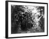 Man Standing in Grove of Banana Trees Photograph - Cuba-Lantern Press-Framed Art Print