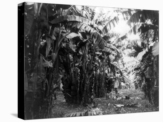 Man Standing in Grove of Banana Trees Photograph - Cuba-Lantern Press-Stretched Canvas