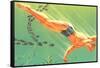 Man Swimming with Fish-Found Image Press-Framed Stretched Canvas