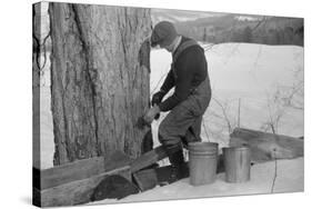Man Tapping Sugar Maple Tree to Collect Maple Syrup, Vermont, 1940-Marion Post Wolcott-Stretched Canvas