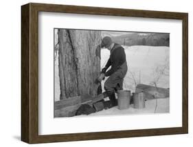 Man Tapping Sugar Maple Tree to Collect Maple Syrup, Vermont, 1940-Marion Post Wolcott-Framed Photographic Print