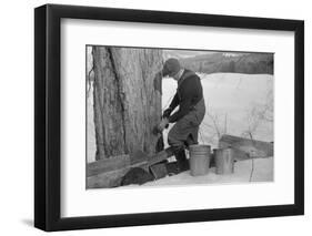 Man Tapping Sugar Maple Tree to Collect Maple Syrup, Vermont, 1940-Marion Post Wolcott-Framed Photographic Print