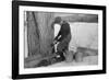 Man Tapping Sugar Maple Tree to Collect Maple Syrup, Vermont, 1940-Marion Post Wolcott-Framed Photographic Print