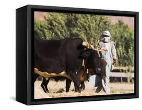 Man Threshing with Oxen, Bamiyan, Bamiyan Province, Afghanistan-Jane Sweeney-Framed Stretched Canvas