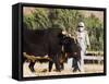 Man Threshing with Oxen, Bamiyan, Bamiyan Province, Afghanistan-Jane Sweeney-Framed Stretched Canvas