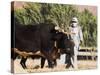 Man Threshing with Oxen, Bamiyan, Bamiyan Province, Afghanistan-Jane Sweeney-Stretched Canvas