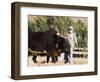 Man Threshing with Oxen, Bamiyan, Bamiyan Province, Afghanistan-Jane Sweeney-Framed Photographic Print