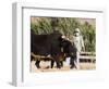 Man Threshing with Oxen, Bamiyan, Bamiyan Province, Afghanistan-Jane Sweeney-Framed Photographic Print