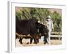 Man Threshing with Oxen, Bamiyan, Bamiyan Province, Afghanistan-Jane Sweeney-Framed Photographic Print