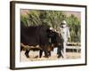 Man Threshing with Oxen, Bamiyan, Bamiyan Province, Afghanistan-Jane Sweeney-Framed Photographic Print