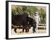 Man Threshing with Oxen, Bamiyan, Bamiyan Province, Afghanistan-Jane Sweeney-Framed Photographic Print