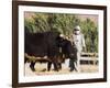 Man Threshing with Oxen, Bamiyan, Bamiyan Province, Afghanistan-Jane Sweeney-Framed Photographic Print