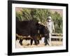 Man Threshing with Oxen, Bamiyan, Bamiyan Province, Afghanistan-Jane Sweeney-Framed Photographic Print