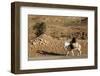 Man traveling on a donkey, Douirette, Tataouine, Tunisia-Godong-Framed Photographic Print