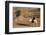 Man traveling on a donkey, Douirette, Tataouine, Tunisia-Godong-Framed Photographic Print