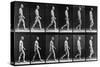 Man Walking, from 'Animal Locomotion', 1887 (B/W Photo)-Eadweard Muybridge-Stretched Canvas