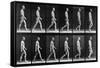 Man Walking, from 'Animal Locomotion', 1887 (B/W Photo)-Eadweard Muybridge-Framed Stretched Canvas