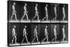 Man Walking, from 'Animal Locomotion', 1887 (B/W Photo)-Eadweard Muybridge-Stretched Canvas