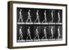 Man Walking, from 'Animal Locomotion', 1887 (B/W Photo)-Eadweard Muybridge-Framed Giclee Print