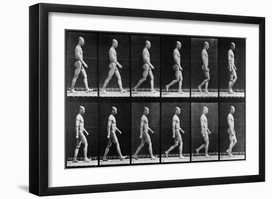 Man Walking, from 'Animal Locomotion', 1887 (B/W Photo)-Eadweard Muybridge-Framed Giclee Print