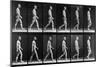 Man Walking, from 'Animal Locomotion', 1887 (B/W Photo)-Eadweard Muybridge-Mounted Giclee Print