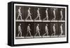 Man Walking, Plate 6 from Animal Locomotion, 1887 (Photograph)-Eadweard Muybridge-Framed Stretched Canvas