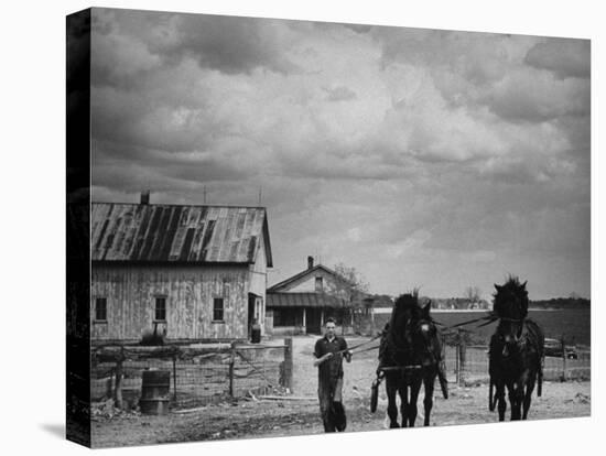 Man Walking Two Clydesdale Horses on the Ranch-William C^ Shrout-Stretched Canvas