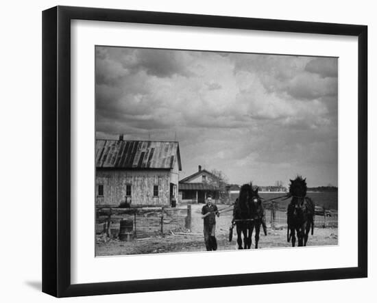 Man Walking Two Clydesdale Horses on the Ranch-William C^ Shrout-Framed Photographic Print