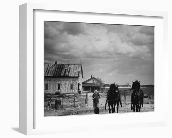 Man Walking Two Clydesdale Horses on the Ranch-William C^ Shrout-Framed Photographic Print