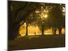 Man Walking Under Trees, Hagley Park, Christchurch, Canterbury, South Island, New Zealand, Pacific-Jochen Schlenker-Mounted Photographic Print