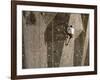 Man Wall Climbing Indoors with Equipment-null-Framed Photographic Print