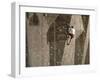 Man Wall Climbing Indoors with Equipment-null-Framed Photographic Print